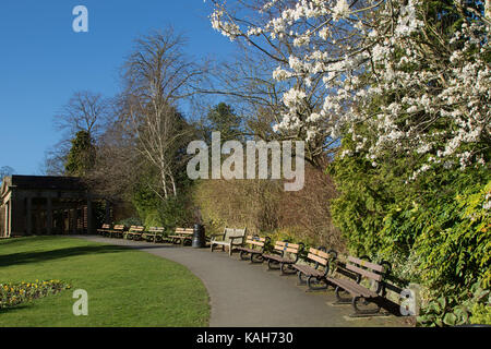 Springtime in a public park with rows of wooden seats and white Apple Blossom in the foreground, Harrogate, North Yorkshire, England, UK. Stock Photo