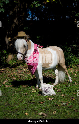 A skewbald brown and white pony dressed up in a cowboy outfit with a bandana and cowboy hat on Stock Photo