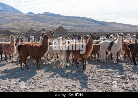 Llamas (Lama glama), herd in barren landscape, Altiplano, Andes, Colchani, Potosí, Bolivia Stock Photo