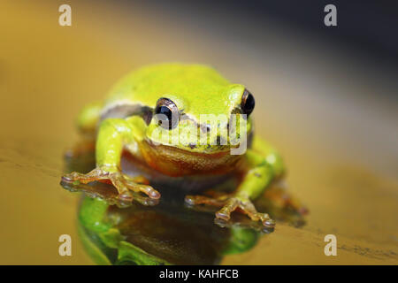 closeup of cute european green  tree frog ( Hyla arborea ) Stock Photo