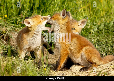 cute fox cubs playing out of the burrow ( Vulpes ) Stock Photo