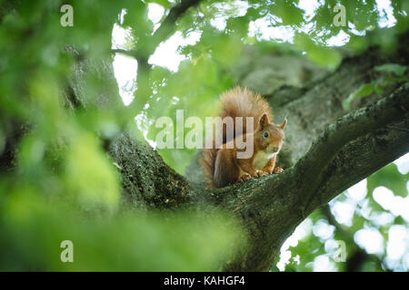 Eurasian red squirrel (Sciurus vulgaris) sits in a branch fork, Baden-Württemberg Stock Photo