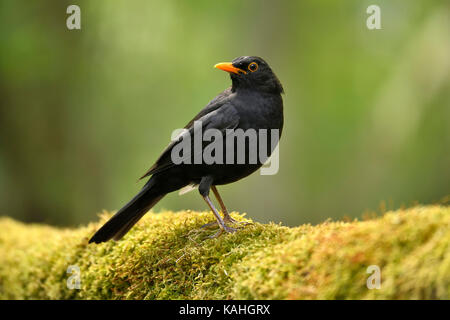 Blackbird (Turdus merula), male, Kiskunsag National Park, Hungary Stock Photo