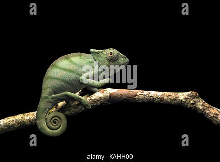 Parson's chameleon (Calumma parsonii), young sitting on branch, Andasibe National Park, Madagascar Stock Photo