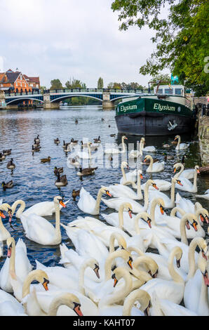 Swans and canada geese swimming on the River Thames at Windsor in the UK. Stock Photo