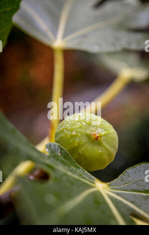 A fig on a branch after rain Stock Photo