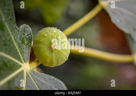A fig on a branch after rain Stock Photo