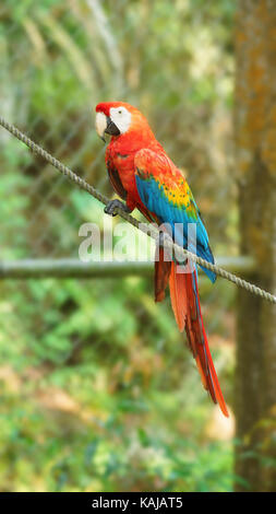Caged macaw on a rope in Ecuadorian amazon. Common names: Guacamayo or Papagayo. Scientific name: Ara macao Stock Photo