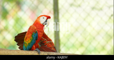 Caged macaw on a branch in Ecuadorian amazon. Common names: Guacamayo or Papagayo. Scientific name: Ara macao Stock Photo