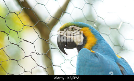Caged macaw in Ecuadorian amazon. Common names: Guacamayo or Papagayo. Scientific name: Ara ararauna Stock Photo