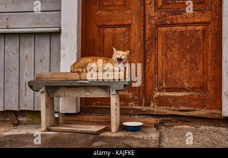 A red cat lays on a wooden bench and yawns. The bench stands near the brown door. Near the bench is a bowl for eating. Russia, Pskov region, wildlife Stock Photo