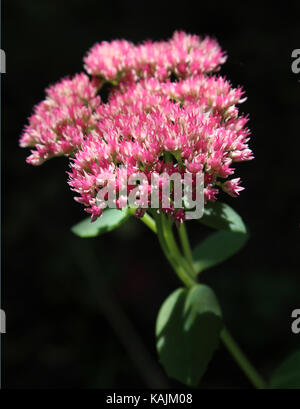 The beautiful pink autumn flowers of Sedum spectabile (Hylotelephium spectabile) also known as stone crop or ice plant against a black background. Stock Photo