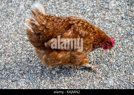 Free Range Chicken Stock Photo