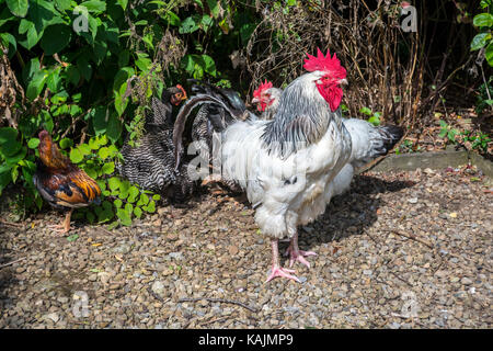 Free Range Cockerel and Chickens Stock Photo