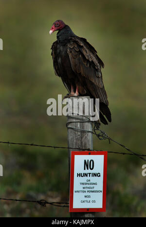 Turkey Vulture Sitting on a Fence Post with a No Hunting Sign Stock Photo