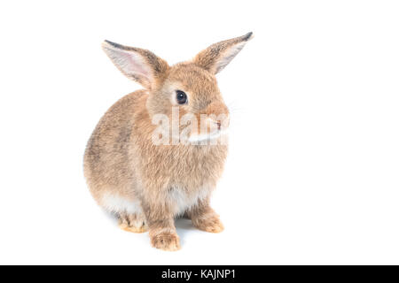 brown baby rabbit on a white background. Stock Photo