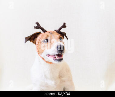 Dog wearing Christmas costume with reindeer little horns Stock Photo