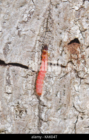 A Larva of the Ant Beetle (Thanasimus formicarius). Cleridae. Sussex, UK Stock Photo