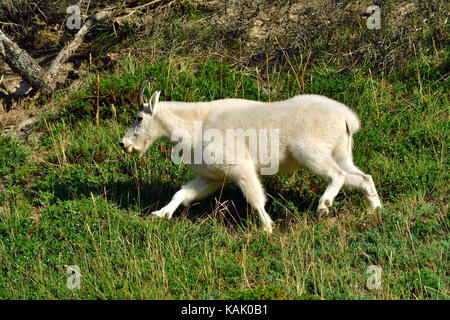 A white female mountain goat (Oreamnos americanus); walking through the vegetation on the side of a mountain  in Jasper National Park,Alberta,Canada Stock Photo