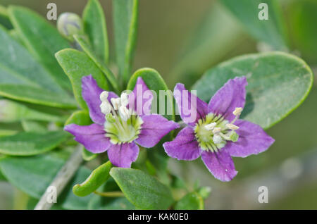 Flowers of Duke of Argylls Tea Tree / Plant (Lycium barbarum). Sussex, UK Stock Photo