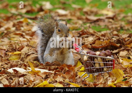 Grey squirrel with shopping trolley full of nuts autumn season photo Stock Photo