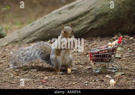 Grey squirrel with shopping trolley full of nuts autumn season photo Stock Photo