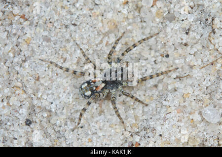 Sand Bear spider (Arctosa perita) Male. Sussex, UK Stock Photo