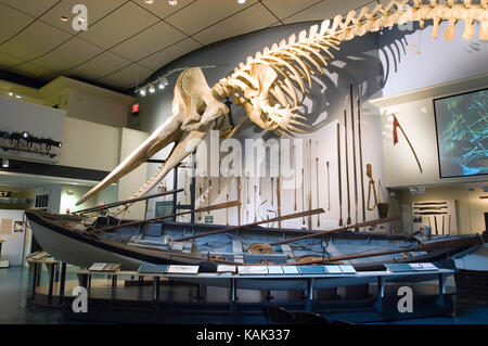 The head and jaw of a jouvenile sperm whale on display in the Nantucket Whalling Museum.  The display hangs over a whaling boat.   The Stock Photo