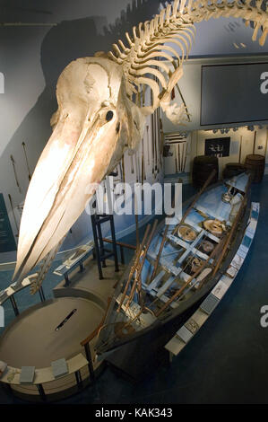 The head and jaw of a jouvenile sperm whale on display in the Nantucket Whalling Museum.  The display hangs over a whaling boat.   The Stock Photo