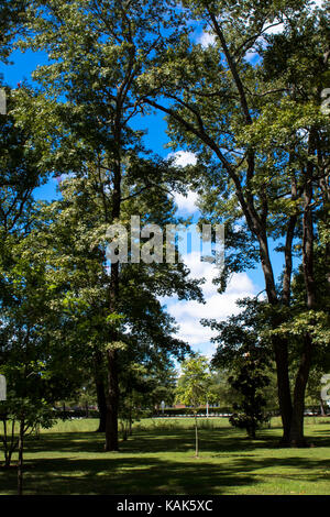 Clouds and trees Stock Photo