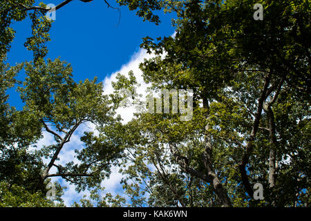 Clouds and trees Stock Photo