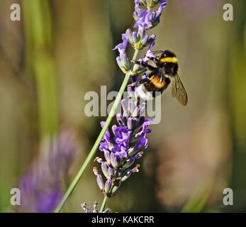 Northern white-tailed bumblebee sitting on a blooming lavender Stock Photo