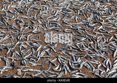 Dried fish on fish market in Sri Lanka Negombo -- Getrocktneter Fisch auf Fischmarkt in Sri Lanka Negombo