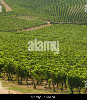 Vineyards near San Gimignano, the Town of Fine Towers in Tuscany, Italy Stock Photo