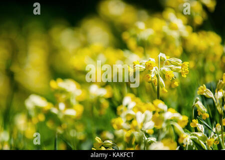 A field full of wild cowslips, Primula veris, or cowslip primroses, in full bloom, basking in the warm sun on a spring day Stock Photo