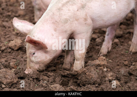 A single Gloucester Old Spot piglet looking for food in the mud oak English farm Stock Photo