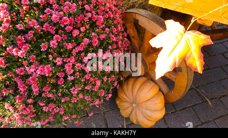 This was taken in Moscow Russia Pumpkin day Stock Photo