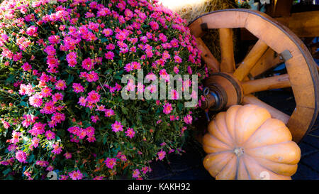 This was taken in Moscow Russia Pumpkin day Stock Photo