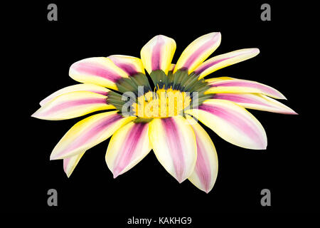 Gazania Flower on black background Stock Photo