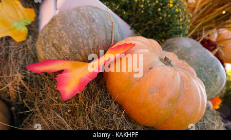 This was taken in Moscow Russia Pumpkin day Stock Photo