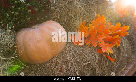 This was taken in Moscow Russia Pumpkin day Stock Photo