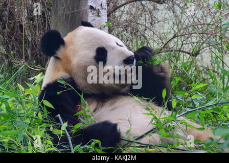 Giant panda in Edinburgh Zoo Stock Photo