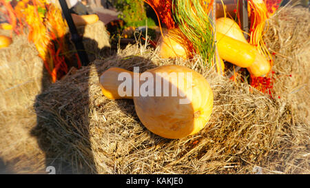 This was taken in Moscow Russia Pumpkin day Stock Photo