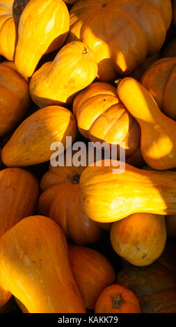 This was taken in Moscow Russia Pumpkin day Stock Photo