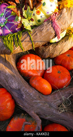 This was taken in Moscow Russia Pumpkin day Stock Photo