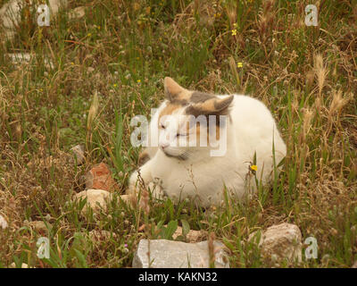 One Cute Calico Cat Napping on the Field of Acropolis, Athens of Greece Stock Photo