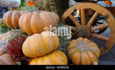 This was taken in Moscow Russia Pumpkin day Stock Photo