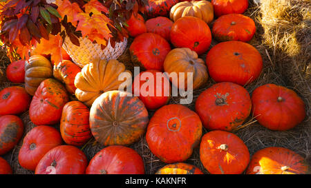 This was taken in Moscow Russia Pumpkin day Stock Photo