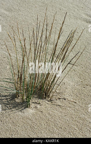 the Sand couch-grass (Elymus farctus), a salt-tolerant relative of Wheat, family poaceae Stock Photo