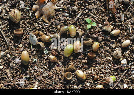 Autumn: Acorns (or Oak nuts) fall to the ground Stock Photo